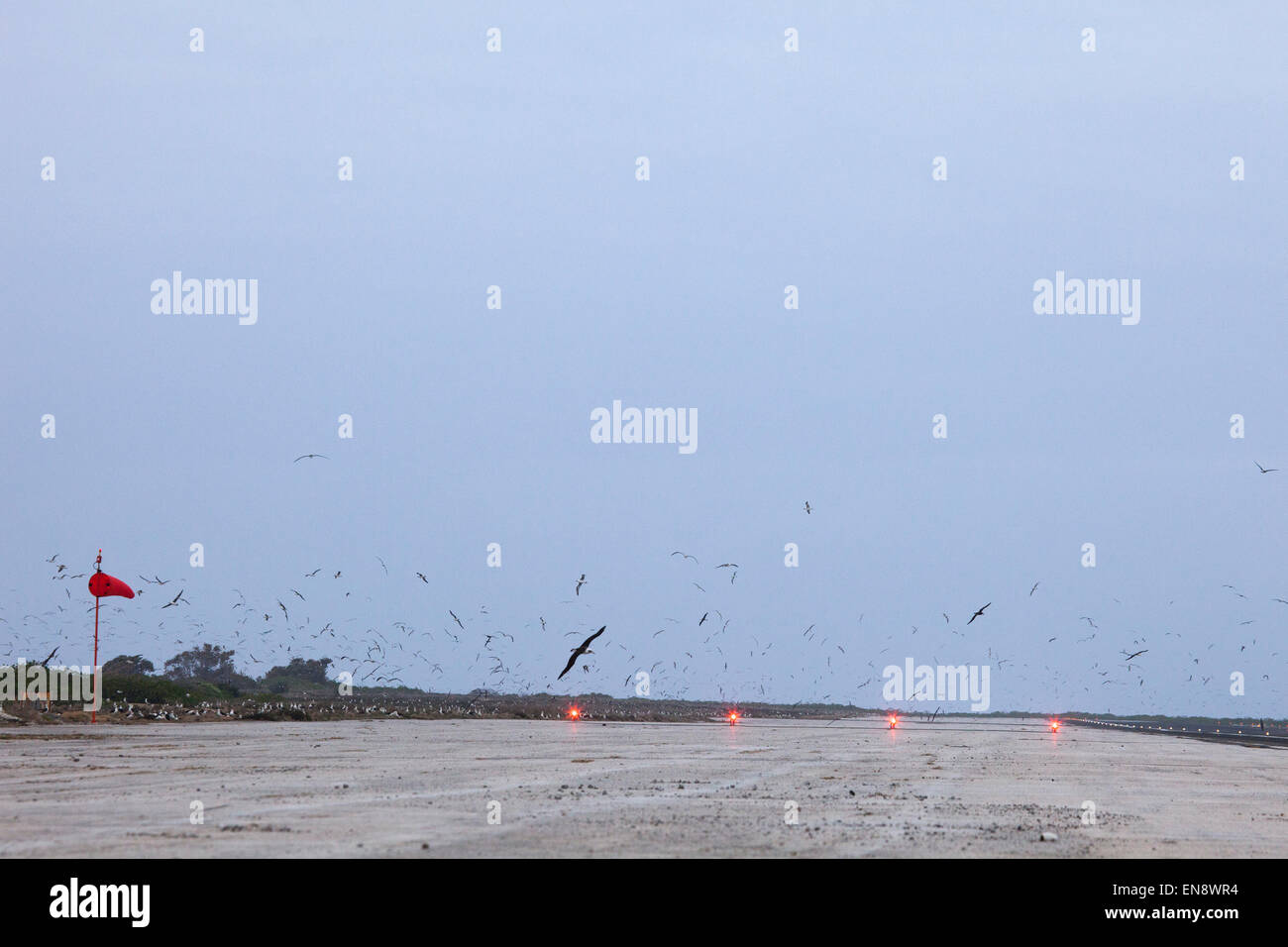 Seevögel fliegen über eine Landebahn des Flughafens, Henderson Field Stockfoto