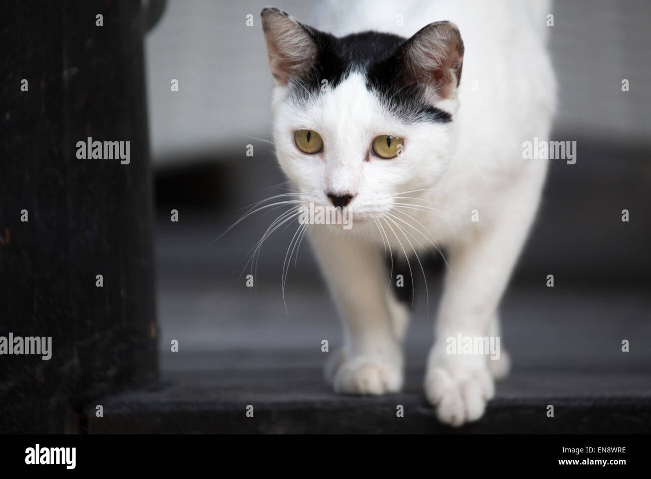 Hauskatze von gerettet und Leben im Sandos Caracol Eco Resort Stockfoto