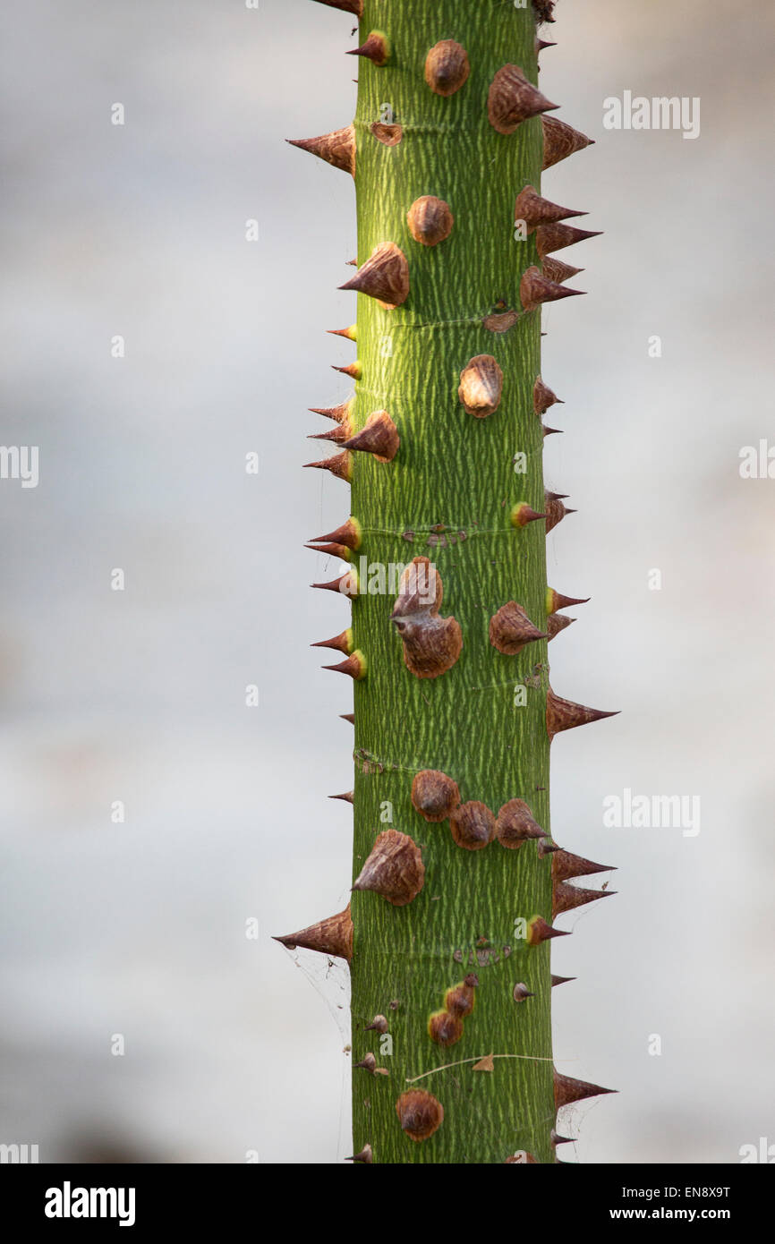 Young-Ceiba Baumstamm mit Dornen, Sandos Caracol Eco Resort Stockfoto