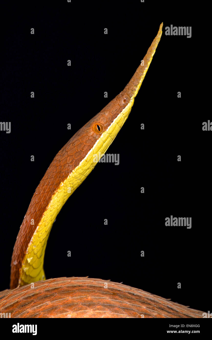 Blatt-gerochene Schlange (Langaha Madagascariensis) männlich Stockfoto
