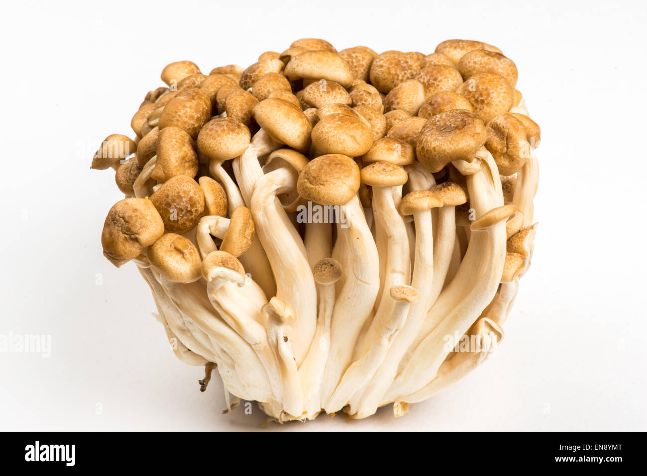 Rosenstrauss Shimeji Pilze auf weißem Hintergrund Stockfoto