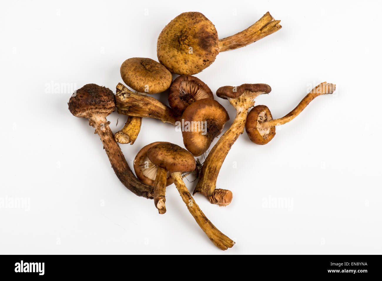 Rosenstrauss Shimeji Pilze auf weißem Hintergrund Stockfoto