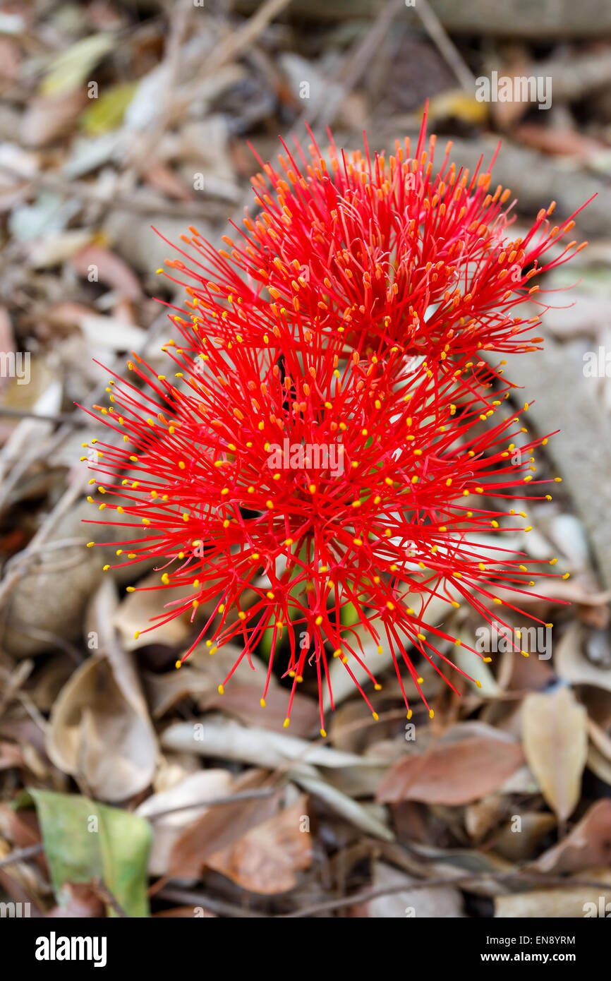rote Kugel Scadoxus Multiflorus - Blume (Feuerball Lilie) in Viktoriafälle, Simbabwe Stockfoto