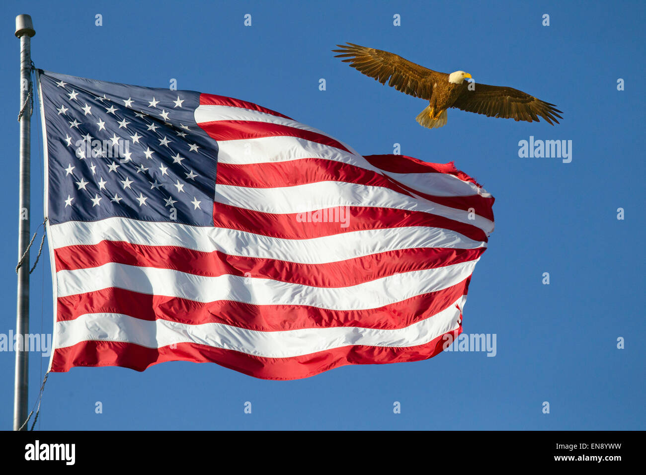 Weißkopf-Seeadler und die Flagge der Vereinigten Staaten von Amerika Stockfoto