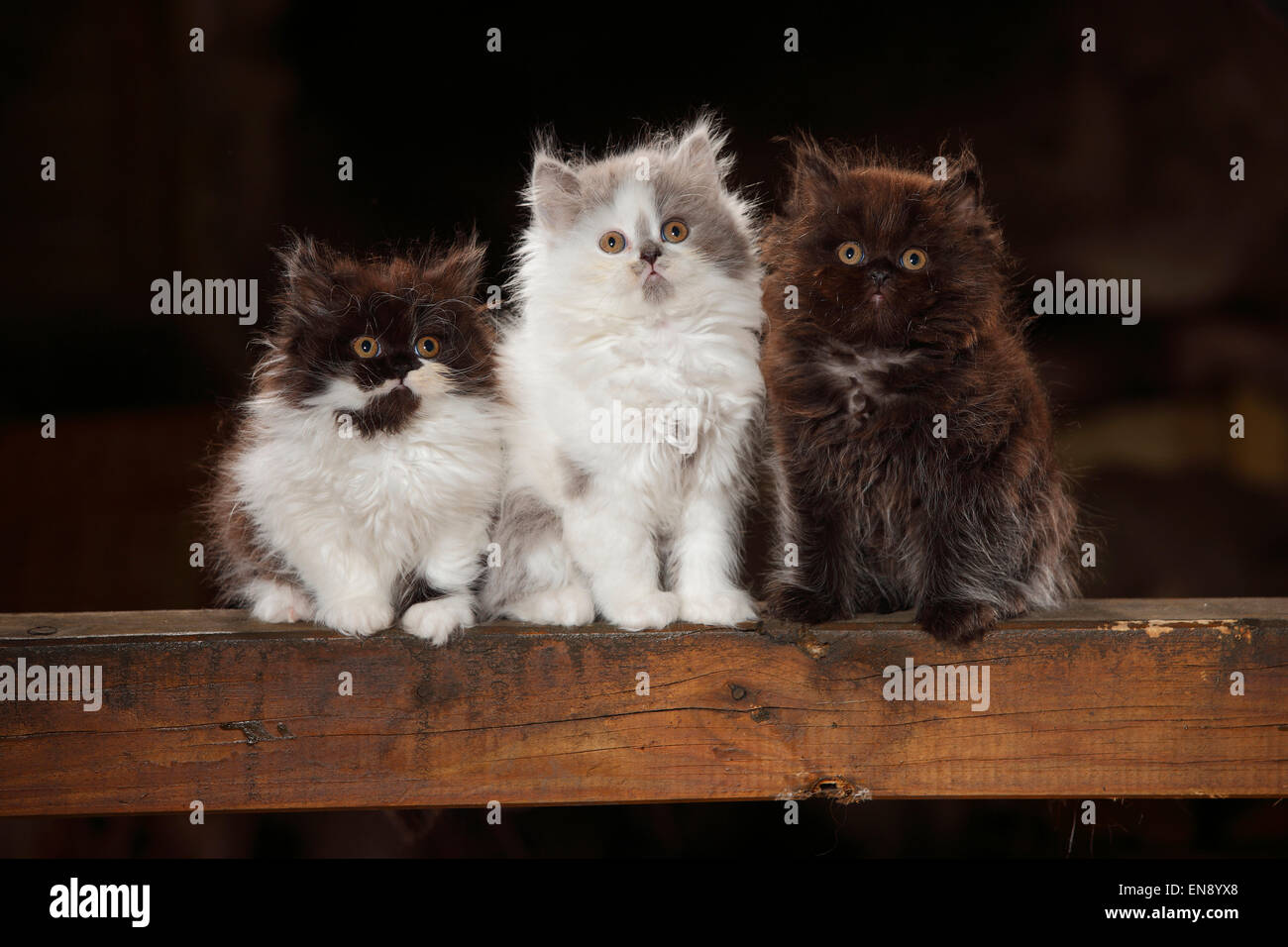 British Longhair Katze, Kätzchen, schwarz, schwarz / weiß und blau-weiß, 8 Wochen | Britisch Langhaar, Kaetzchen, Schwarz, Schwarz-Weiss u Stockfoto