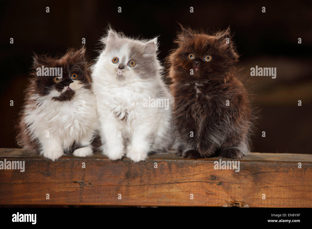 British Longhair Katze, Kätzchen, schwarz, schwarz / weiß und blau-weiß, 8 Wochen | Britisch Langhaar, Kaetzchen, Schwarz, Schwarz-Weiss u Stockfoto