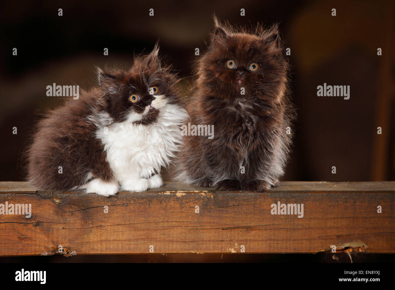 British Longhair Katze, Kätzchen, schwarz und schwarz-weiß, 8 Wochen | Britisch Langhaar, Kaetzchen, Schwarz Und Schwarz-Weiss, 8 Wochen Stockfoto