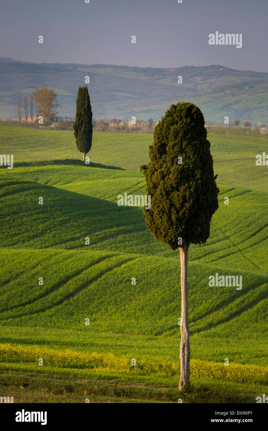 Zypressen und kurvenreiche Straße, Villa in der Nähe von Pienza, Toskana, Italien Stockfoto