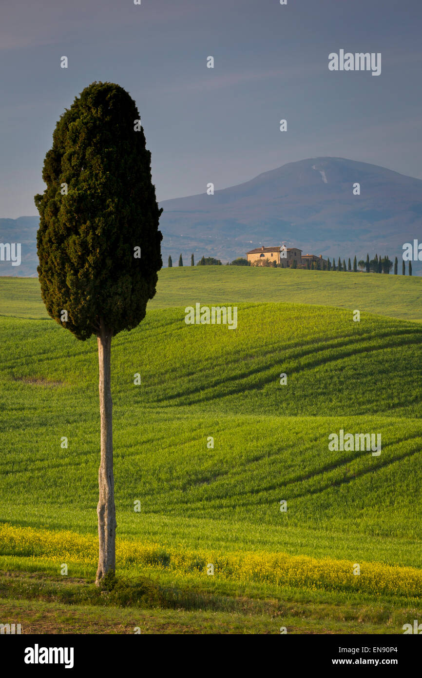 Zypressen und kurvenreiche Straße, Villa in der Nähe von Pienza, Toskana, Italien Stockfoto