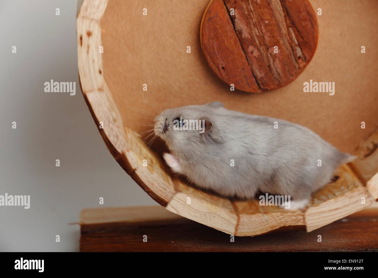 Russische Zwerg-Hamster / (Phodopus Sungorus) | Dsungarischer Zwerghamster / (Phodopus Sungorus) Stockfoto