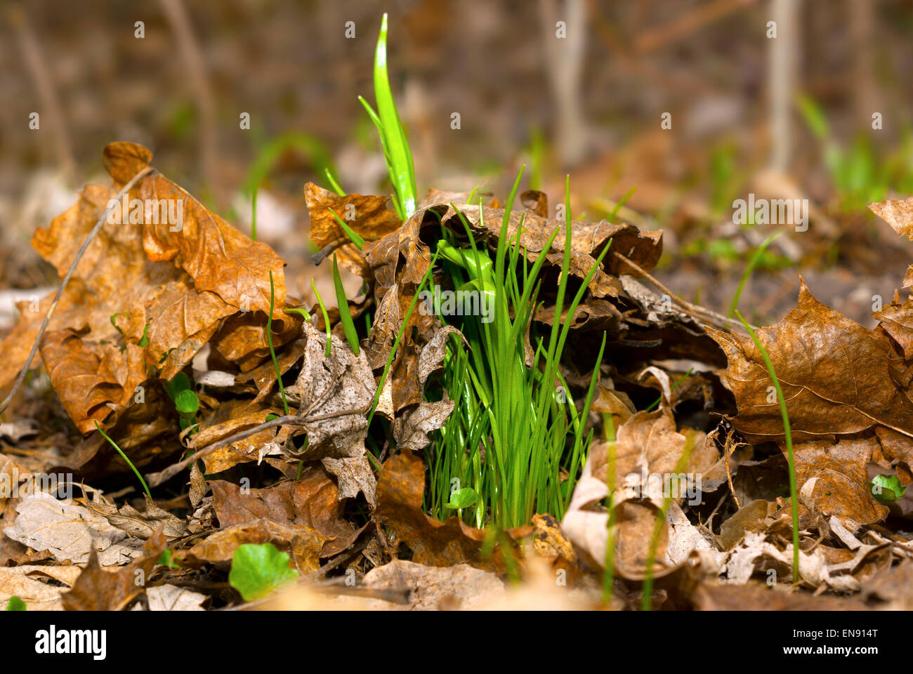 Rasen wächst durch gefallene leaves.spring des Vorjahres. Stockfoto