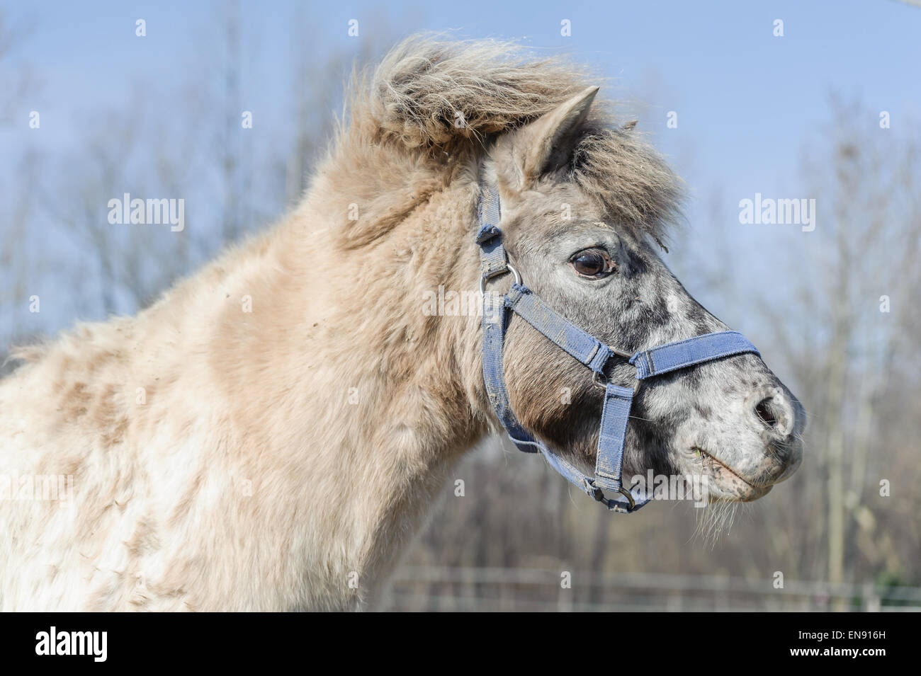 Closeup Portrait ein schönes Pferd pony Stockfoto