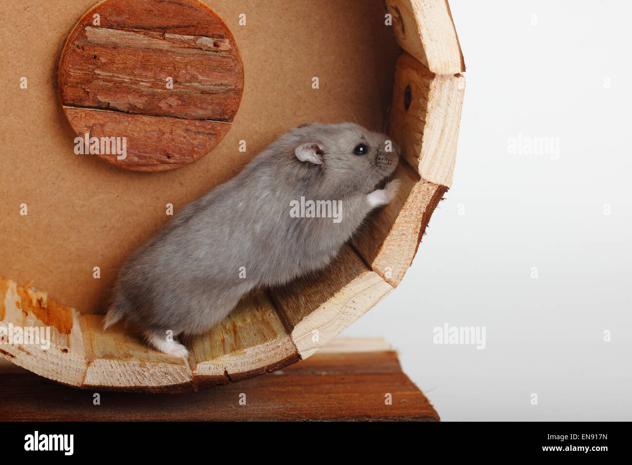 Campbells Zwerg Hamster / (Phodopus Campbelli) | Campbell-Zwerghamster / (Phodopus Campbelli) Stockfoto