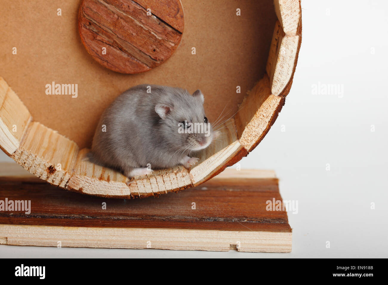 Campbells Zwerg Hamster / (Phodopus Campbelli) | Campbell-Zwerghamster / (Phodopus Campbelli) Stockfoto