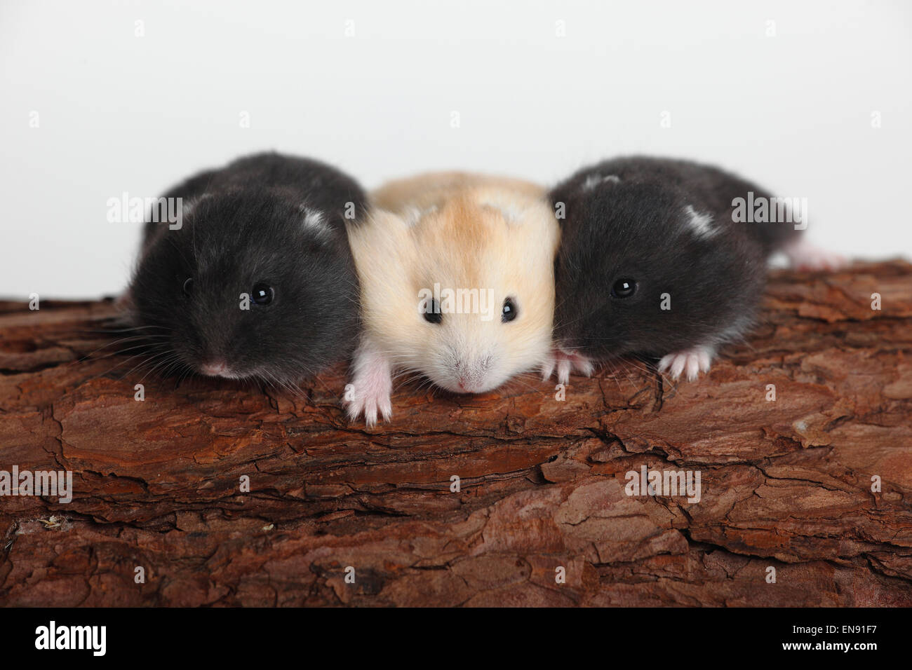 Russische Zwerg Hamster, Youngs / (Phodopus Sungorus) | Dsungarischer Zwerghamster, Jungtiere / (Phodopus Sungorus) Stockfoto