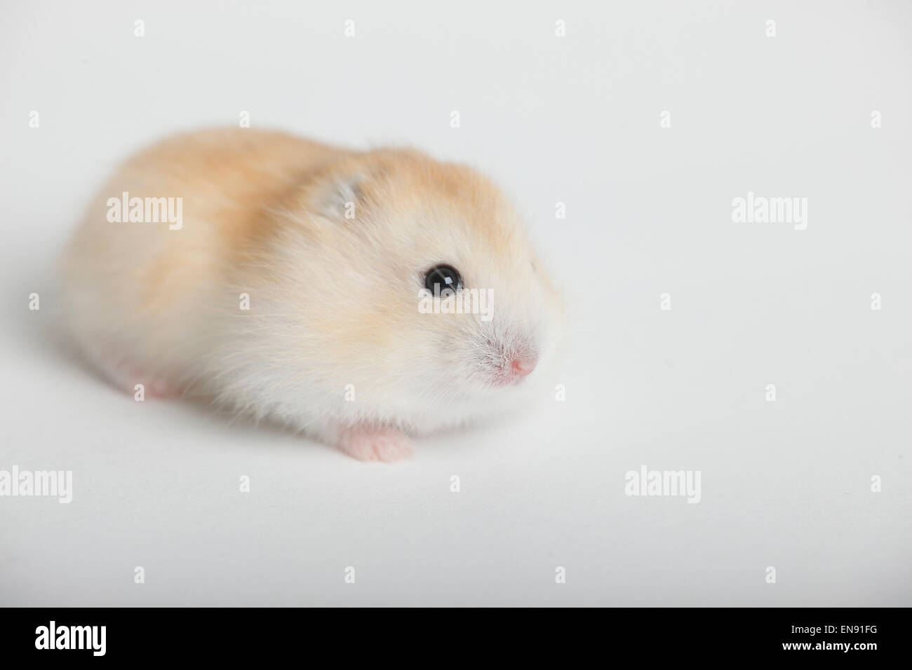 Russische Zwerg Hamster Junge Phodopus Sungorus Dsungarischer Zwerghamster Jungtier Phodopus Sungorus Stockfotografie Alamy
