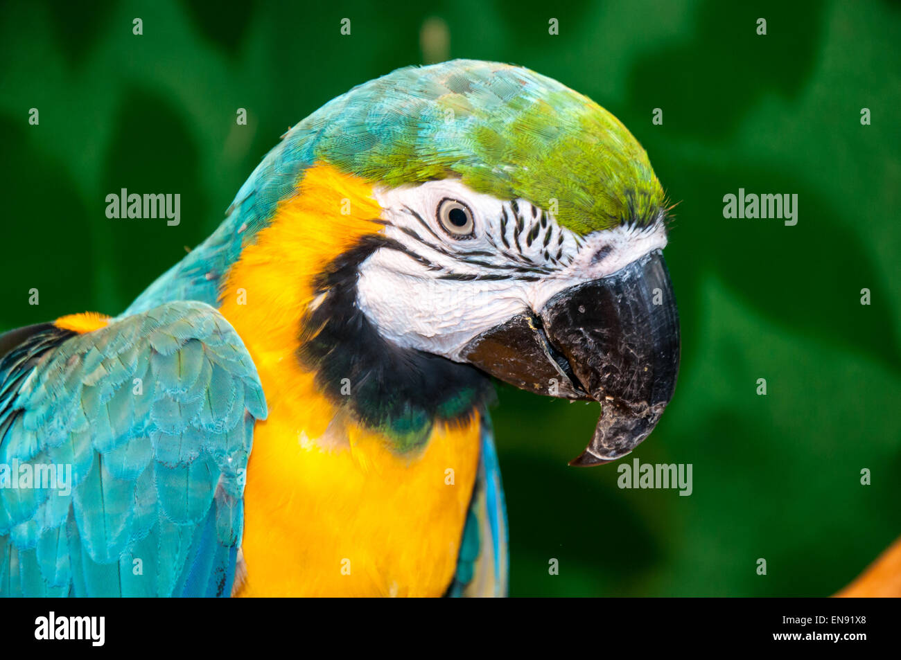 Blau-gelbe Ara Ara Ararauna lateinischer Name ist ein schöner Papagei.  Übersetzt aus dem lateinischen bedeutet Ararauna blau Gold Stockfotografie  - Alamy