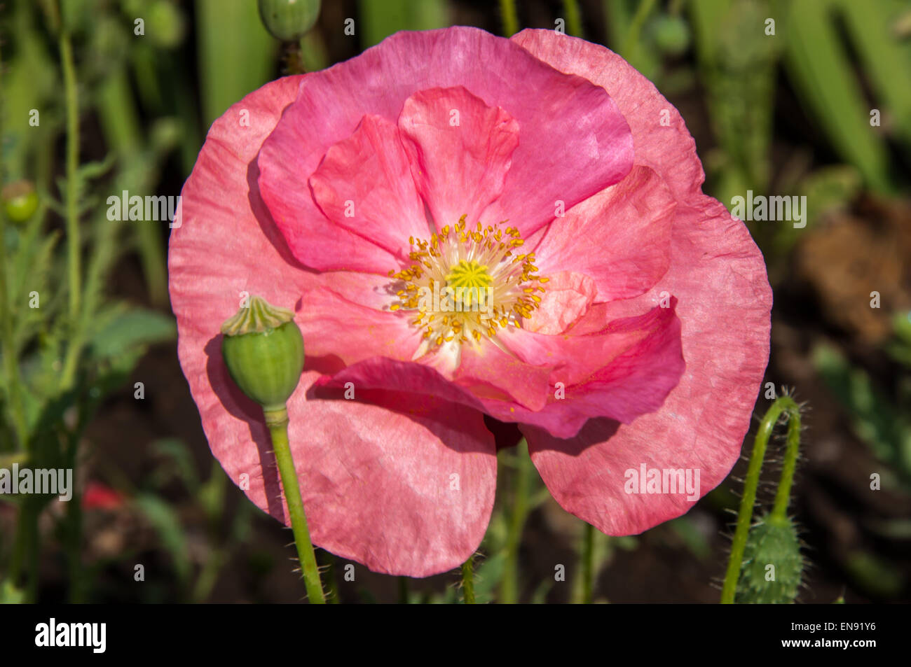 Poppy krautige Pflanzen in der Familie Papaveraceae geboren Stockfoto