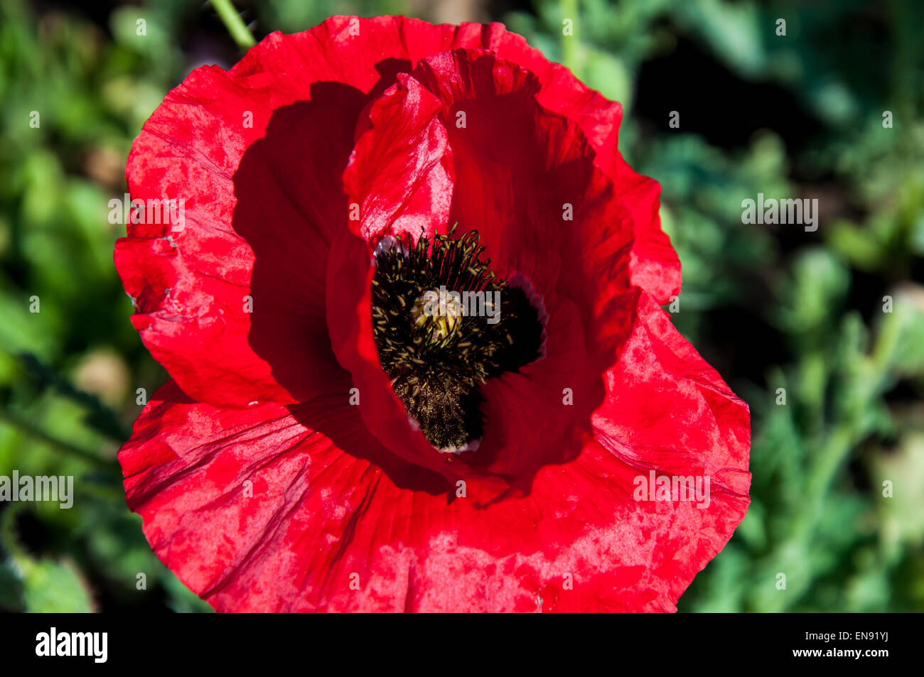Poppy krautige Pflanzen in der Familie Papaveraceae geboren Stockfoto
