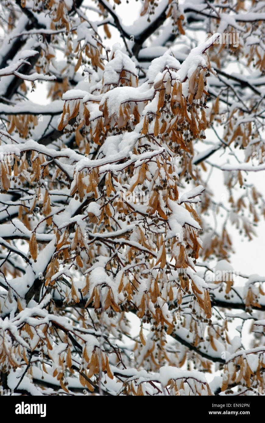 Die Zweige einer Linde Baum Samen unter dem Schnee. (Tilla) Stockfoto