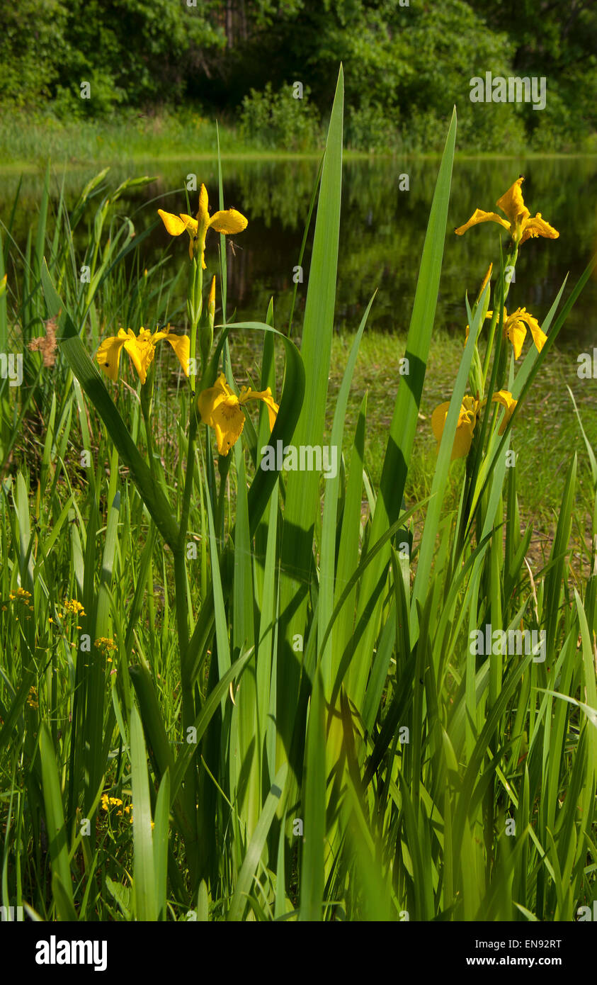 Landschaft mit Anpflanzungen von Iris (Iris Pseudacorus) am Ufer des Lake Forest. Stockfoto
