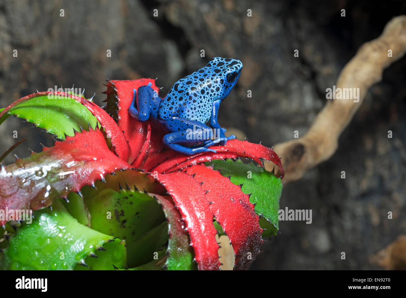 Bromelien frosch -Fotos und -Bildmaterial in hoher Auflsung  Alamy