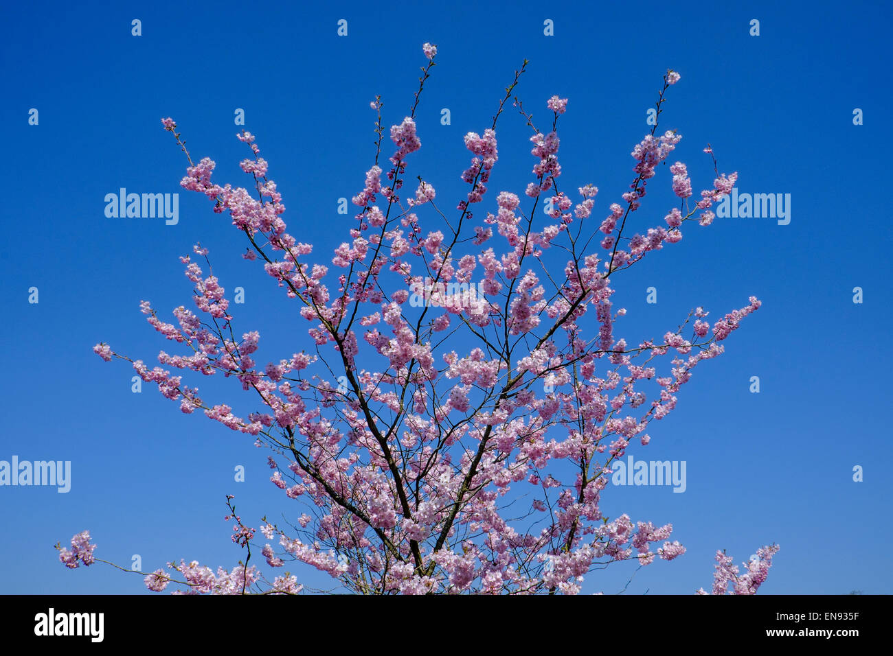 Rosa Kirschblüten gegen ein azurblauer Himmel Stockfoto