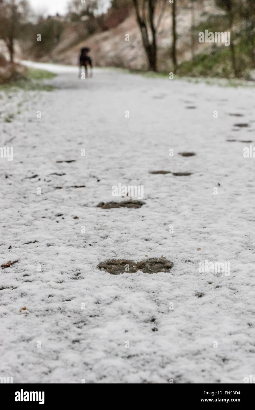 Hund-Spuren im Schnee führende aus eine Erkundung Hund Stockfoto