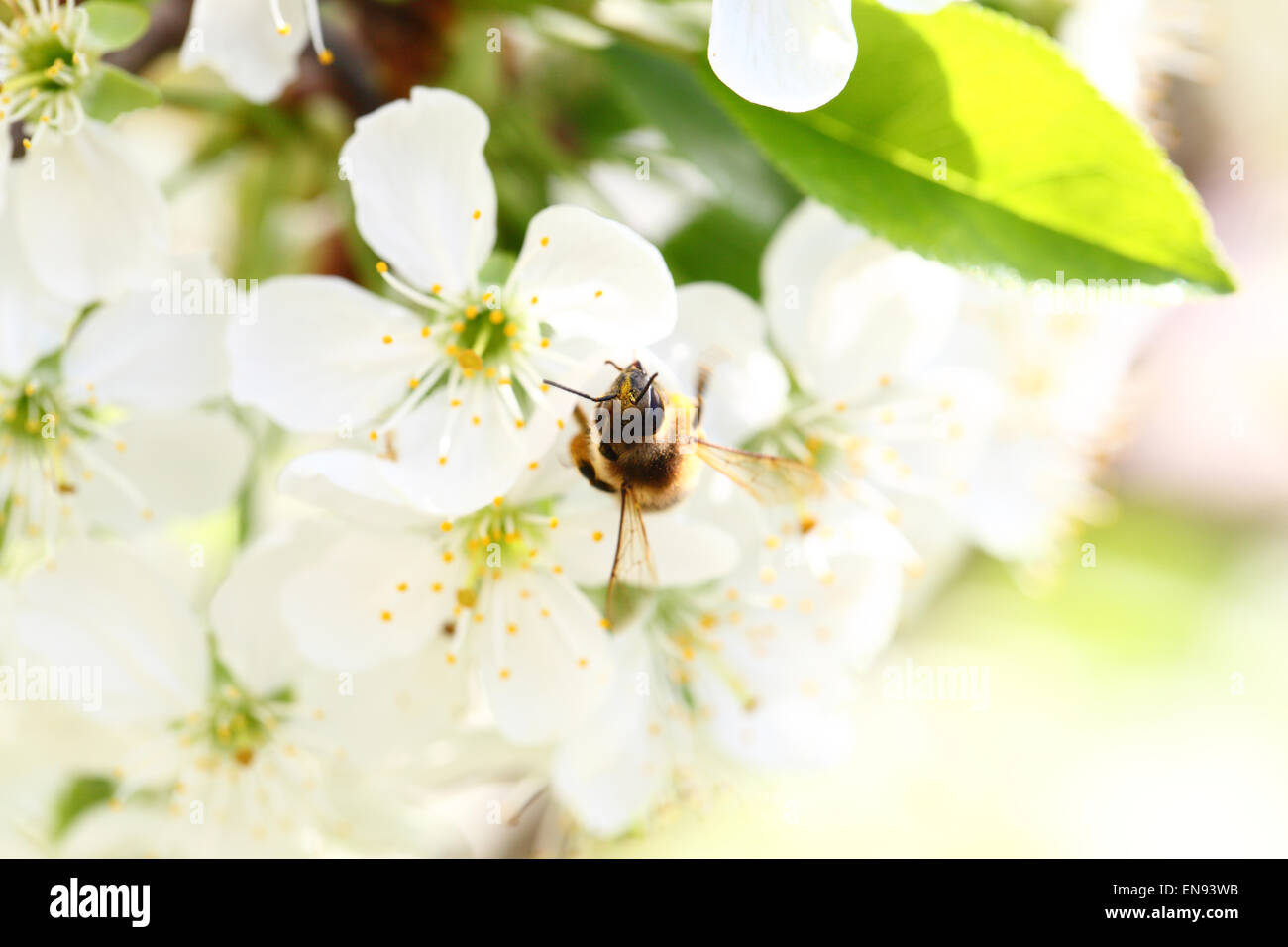 Biene sammelt Nektar auf eine Blume-Kirsche Stockfoto