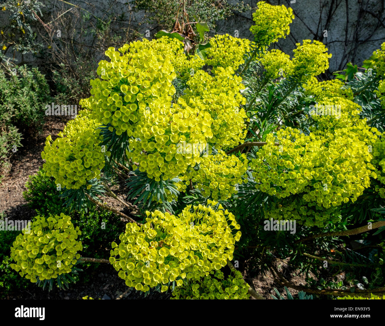 Nahaufnahme von Euphorbia Cyparissias Blumen Stockfoto
