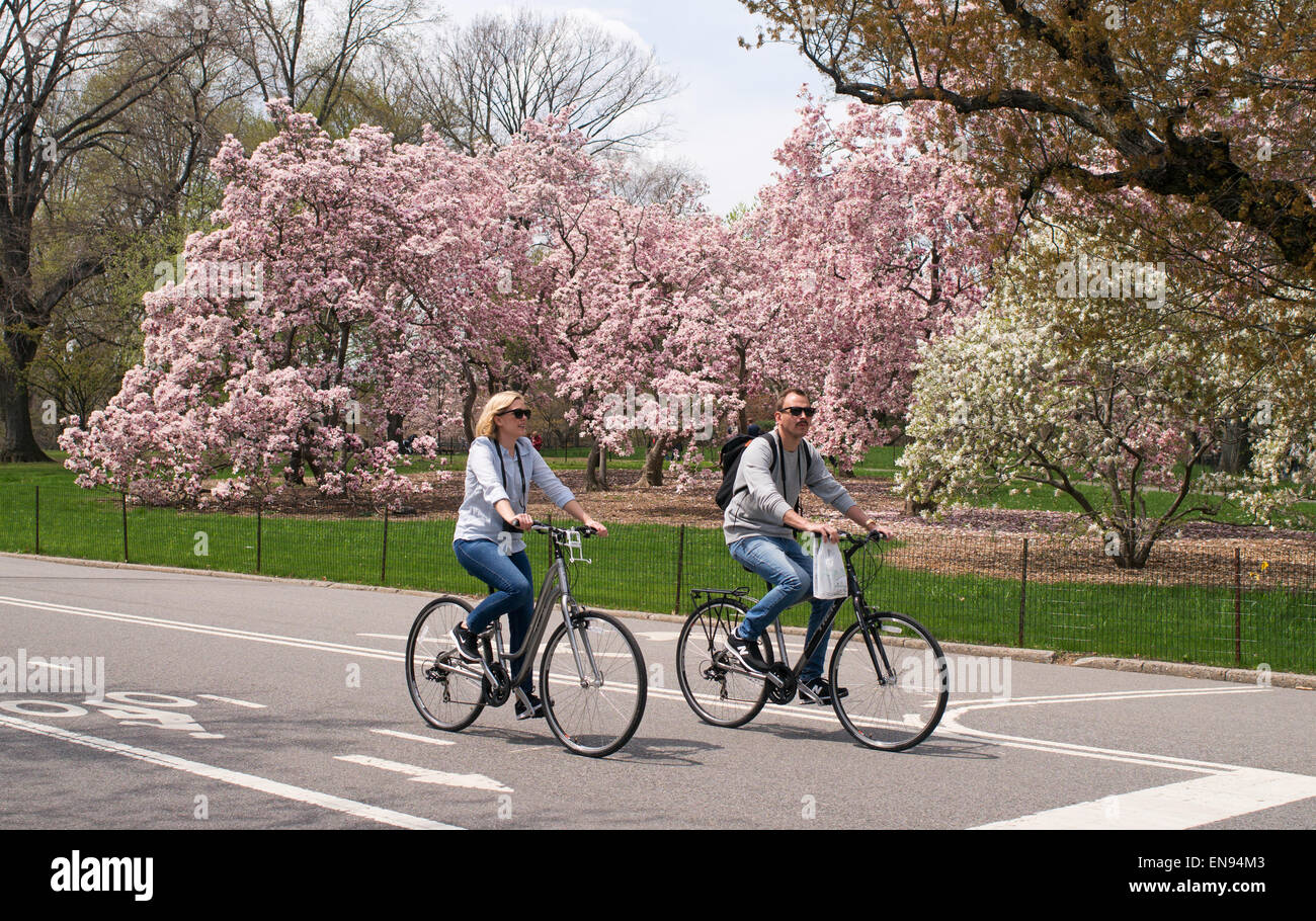 Paar Radfahren vergangenen Frühjahr blühen im Central Park, New York, USA Stockfoto