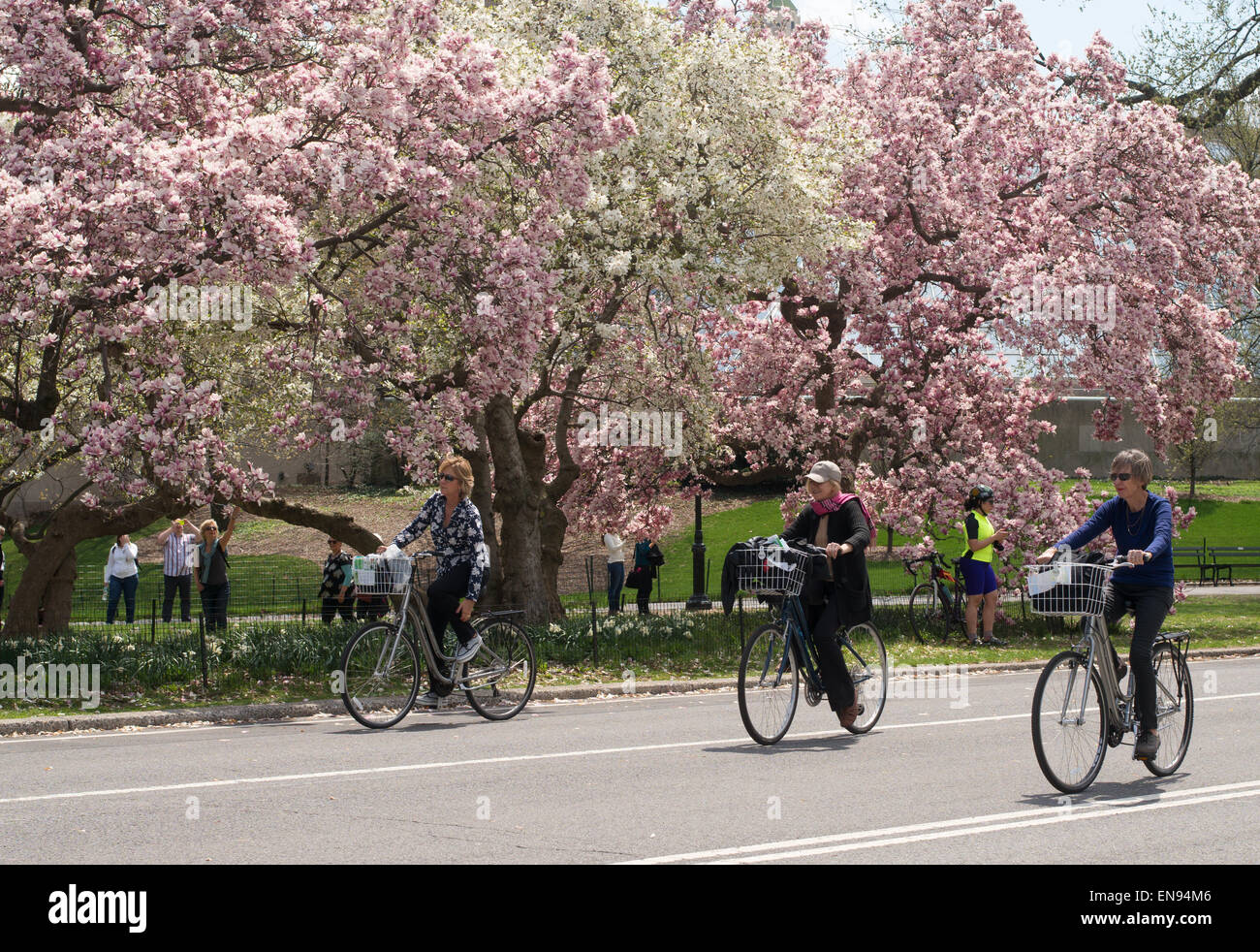 Drei Reifen Damen Fahrrad vorbei an Frühling blühen im Central Park, New York, USA Stockfoto