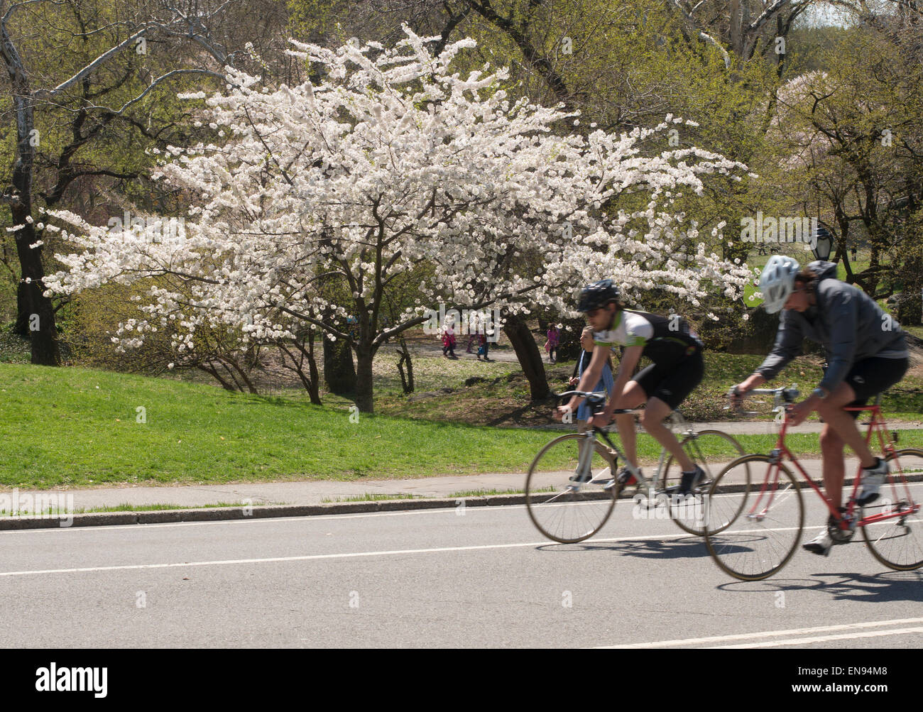 Bewegung verwischt Radfahrer Sprint im Frühjahr blühen im Central Park, New York City, USA Stockfoto