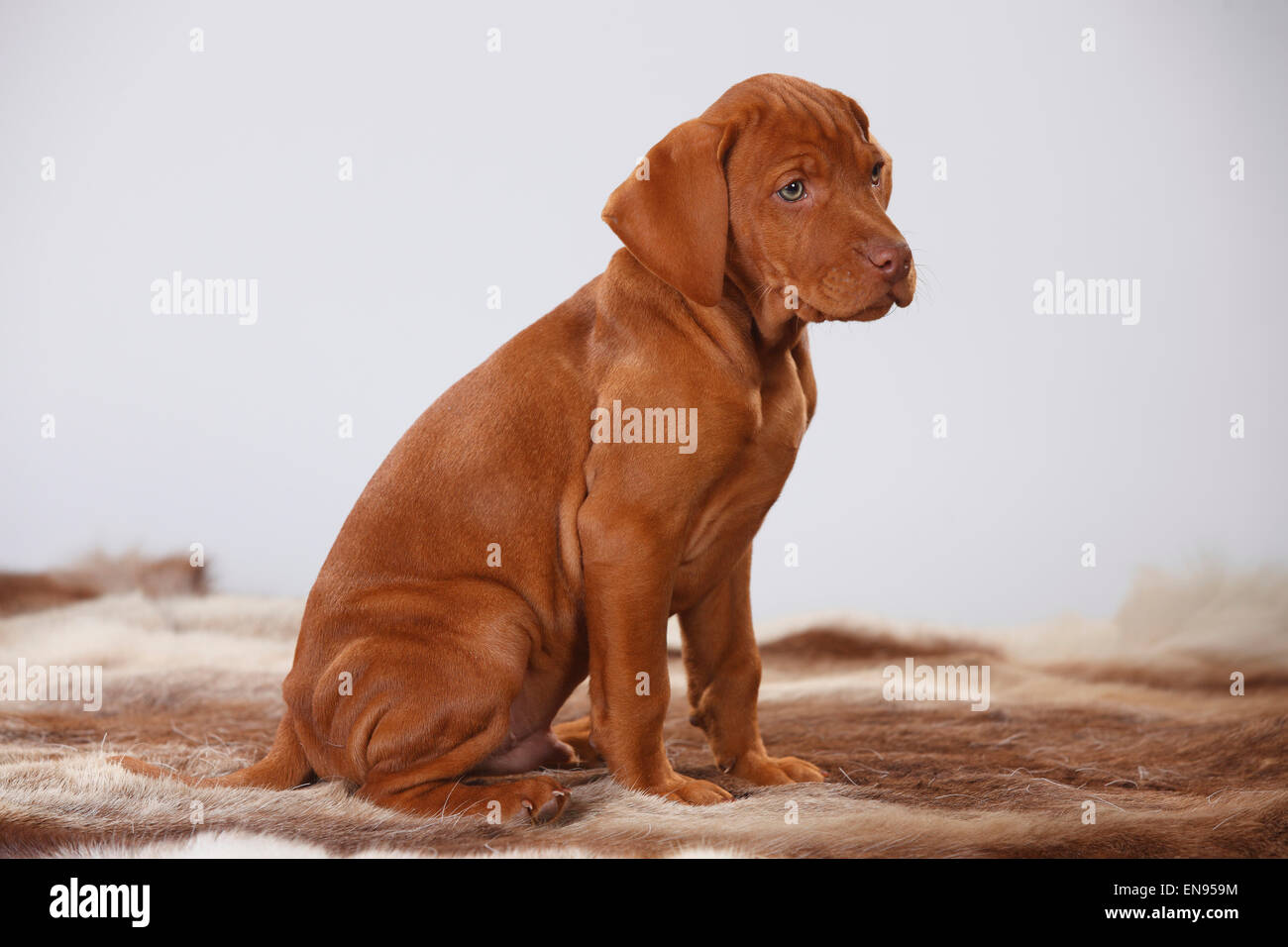 Ungarischer Kurzhaariger Vorstehhund, Welpen, 9 Wochen | Kurzhaariger Ungarischer Vorstehhund, Welpe, 9 Wochen Stockfoto