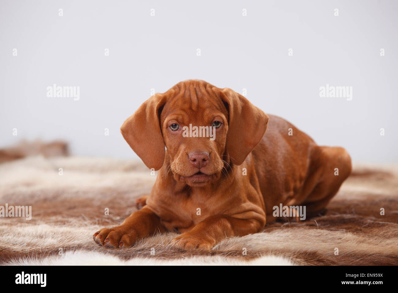 Ungarischer Kurzhaariger Vorstehhund, Welpen, 9 Wochen | Kurzhaariger Ungarischer Vorstehhund, Welpe, 9 Wochen Stockfoto