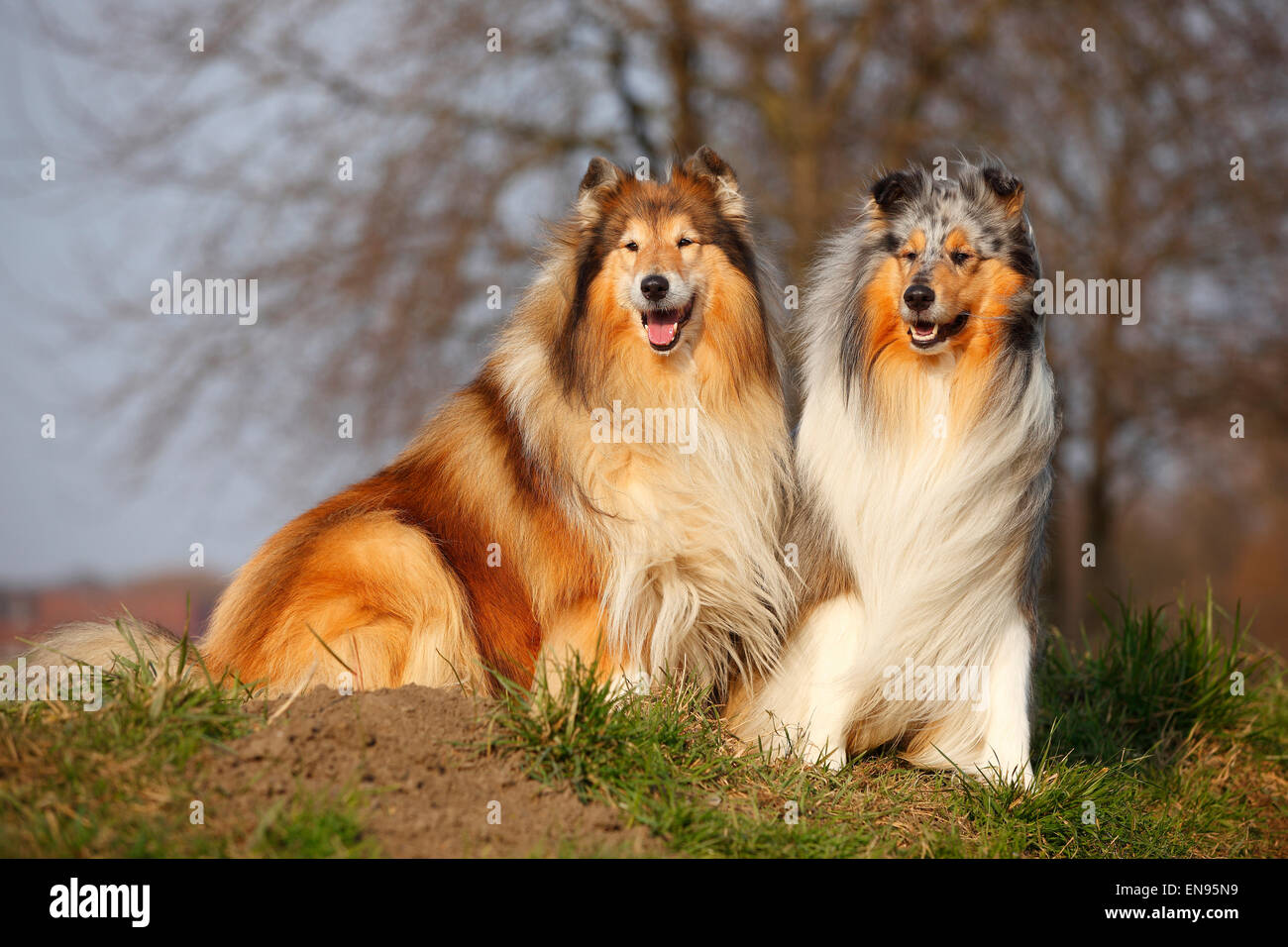 Rough Collie, Rüden, Blue-Merle und Zobel-weiß | Schottisch-Schaeferhunde, Rüden, Blue-Merle Und Zobel-weiß Stockfoto