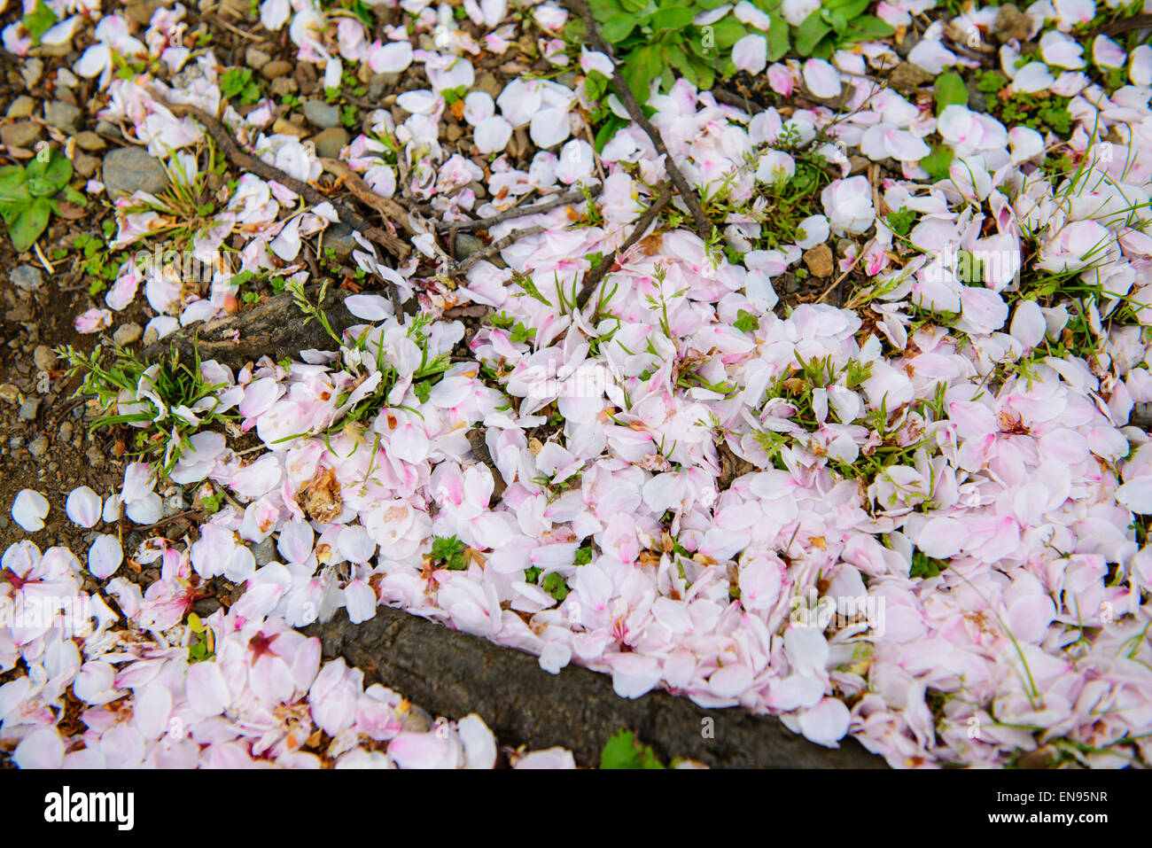 Kirsche Blütenblätter auf Rasen Stockfoto