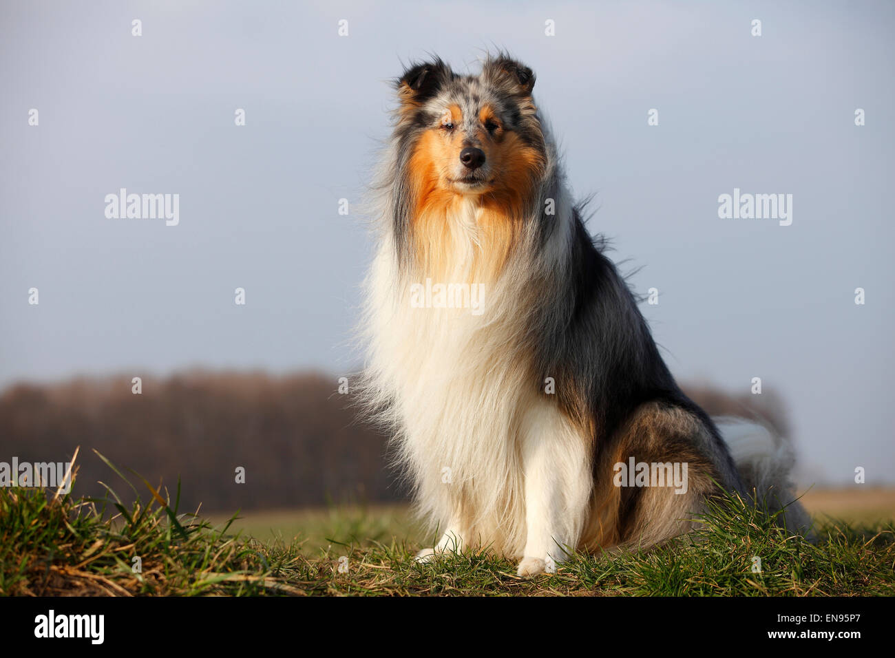 Rough Collie, Rüde, Blue-Merle, 4 Jahre | Schottischer Schaeferhund, Ruede, Blue-Merle, 4 Jahre Stockfoto