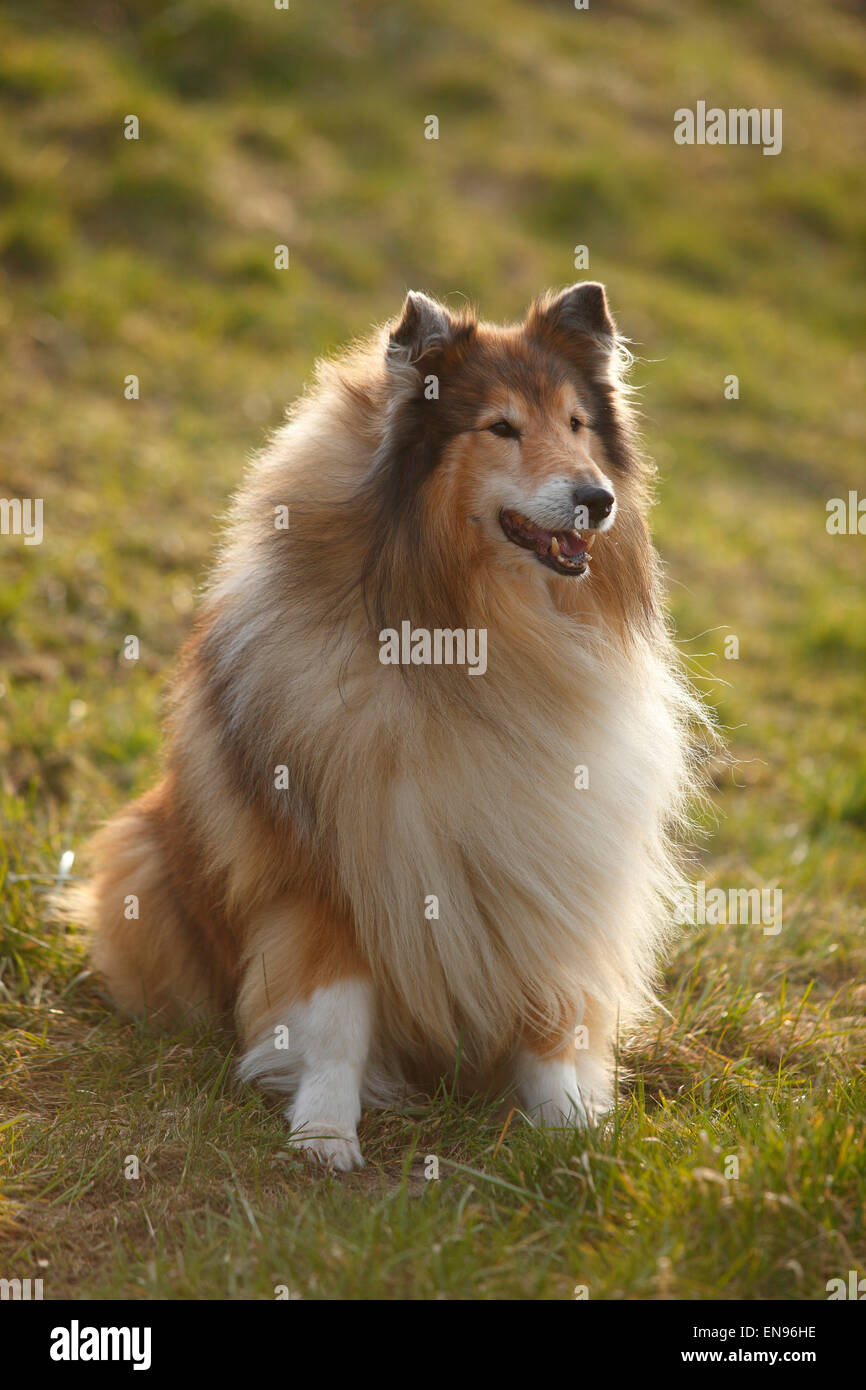 Rough Collie, Rüde, Zobel-weiß, 8 Jahre alt | Schottischer Schaeferhund, Ruede, Zobel-weiß, 8 Jahre Alt, alter Hund Stockfoto
