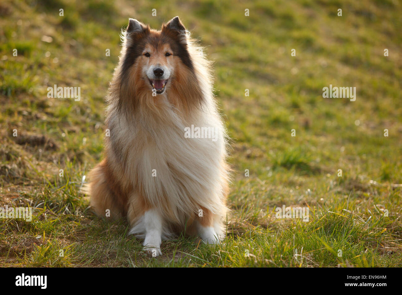 Rough Collie, Rüde, Zobel-weiß, 8 Jahre alt | Schottischer Schaeferhund, Ruede, Zobel-weiß, 8 Jahre Alt, alter Hund Stockfoto