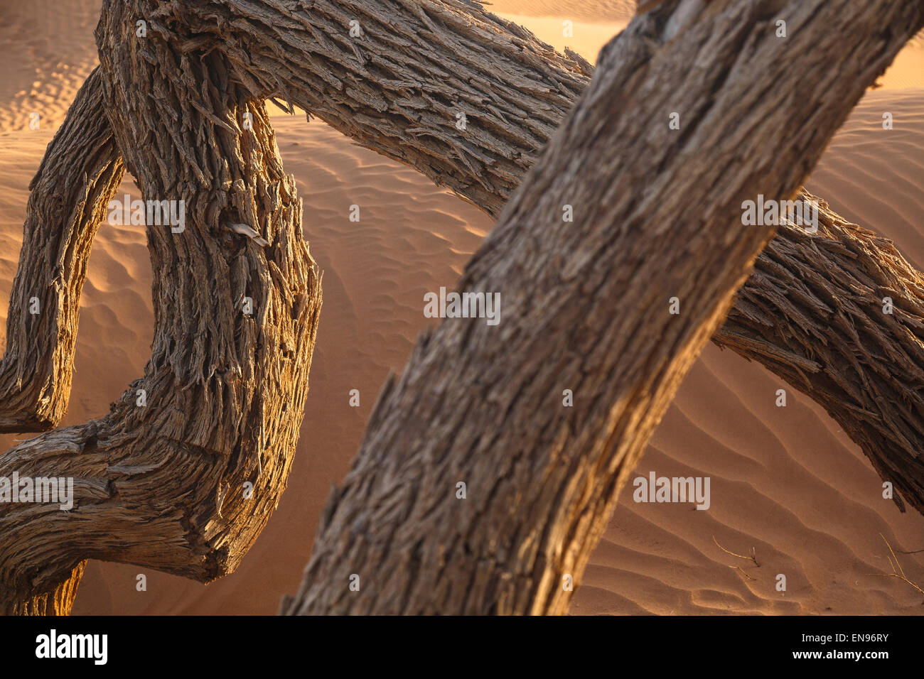 Tamariske (Tamarix s.p.) und Sanddünen. Lihoudi Dünen. Wüste Sahara. Marokko. Afrika. Stockfoto