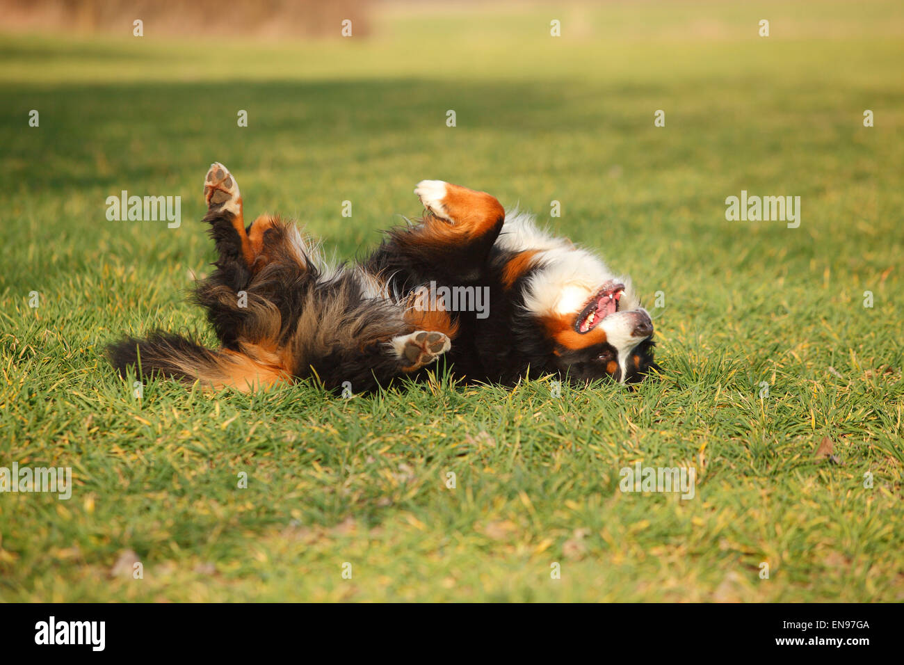 Berner Moutain Hund, Rüde | Berner Sennenhund, Ruede Stockfoto