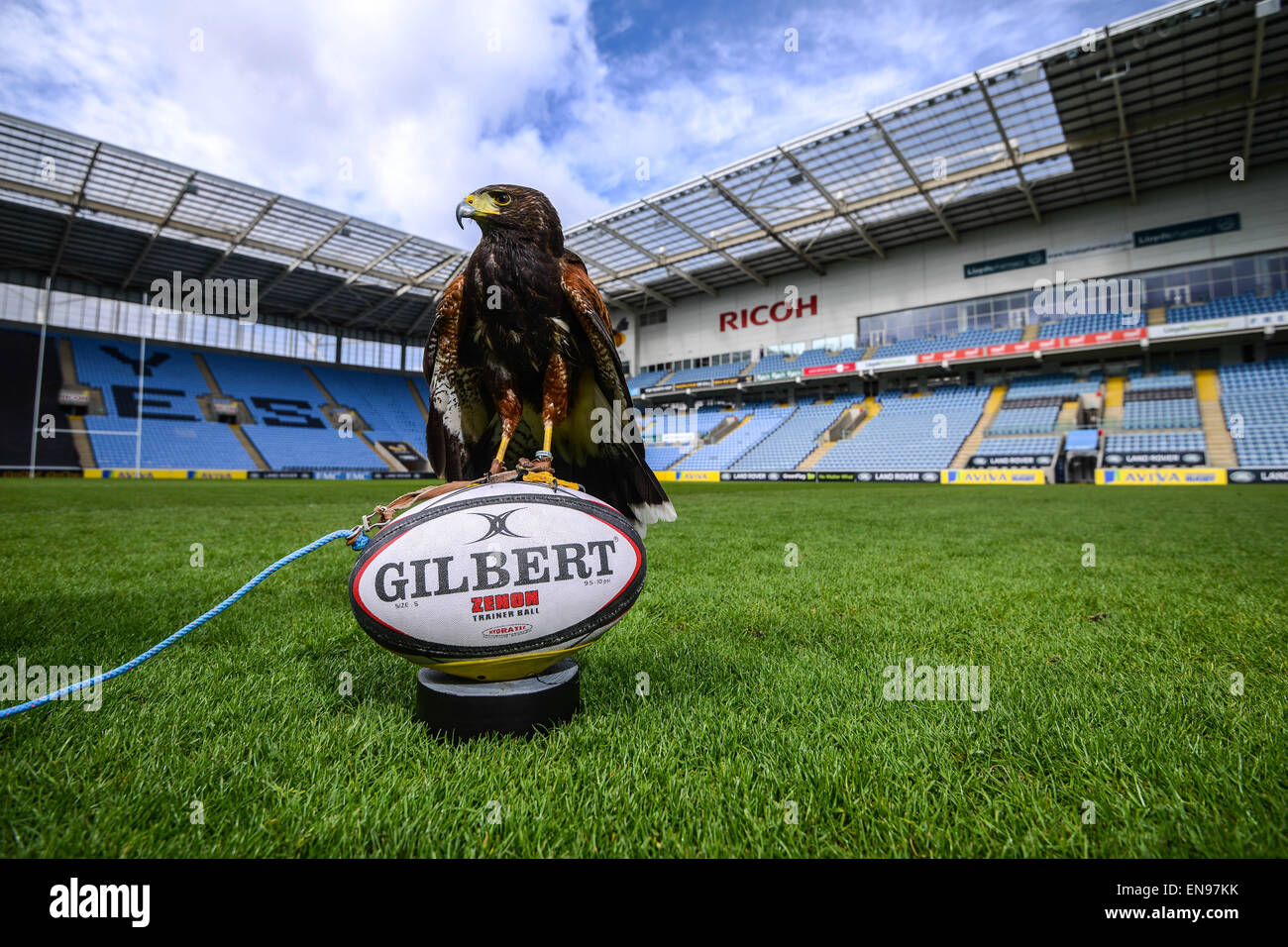 Coventry, Vereinigtes Königreich. 29. April 2015.  Eine 20 Monate alte männliche Harris Hawk ist das neueste Mitglied des Teams in der Ricoh Arena in Coventry, die Heimat von Wespen, Tauben verscheuchen. Eine Kampagne wurde gestartet um den Vogel zu nennen von Tweeting @RicohArena mit #NameTheHawk. Abgebildet mit Handler Alan Pickering. Bildnachweis: Jamie Gray/Alamy Live-Nachrichten Stockfoto