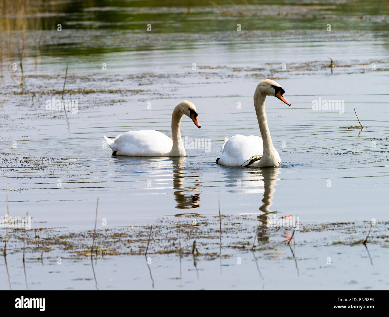 Ein paar Höckerschwäne Paddeln auf dem Wasser im alten Moor Dearne Valley in der Nähe von Barnsley South Yorkshire England Vereinigtes Königreich UK Stockfoto