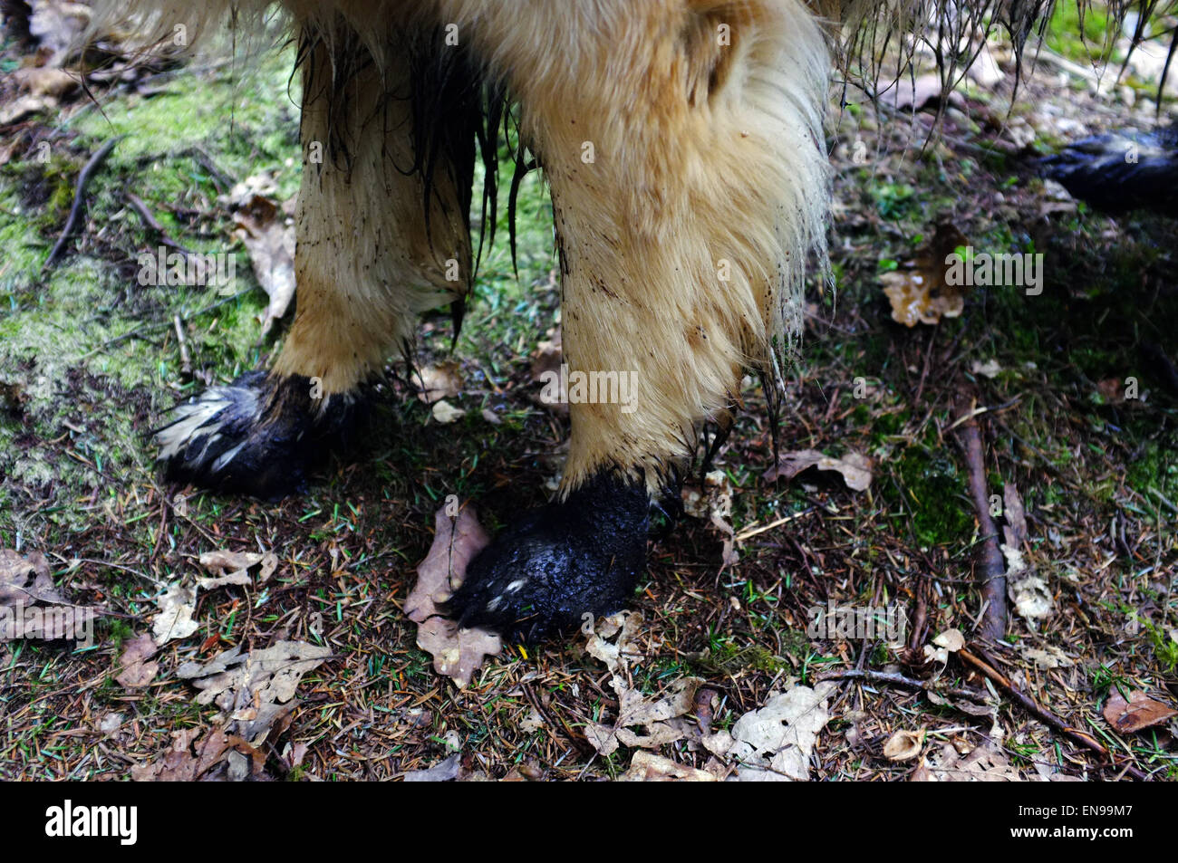 Die schlammigen Vorderfüße eines Golden Retriever Hund auf einem Spaziergang in Mid Wales. Stockfoto
