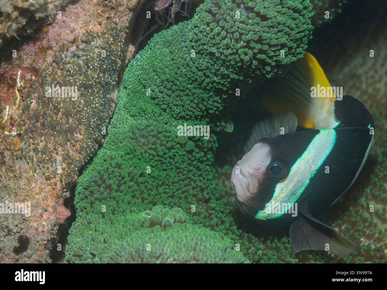 Clarks Anemonenfische in der Nähe von Eizellen Stockfoto