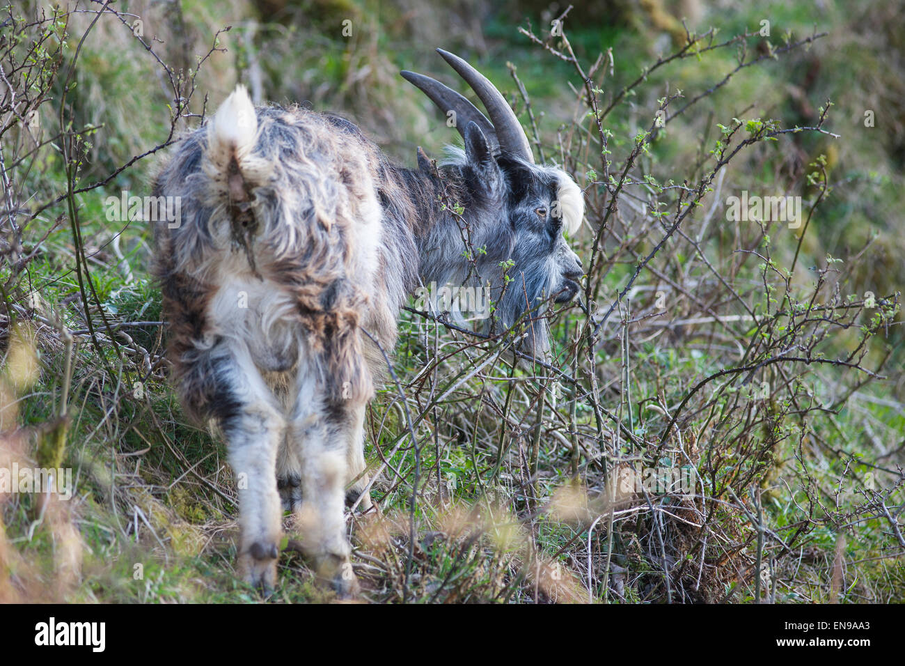 Wilde Ziegen in der Cheddar Gorge. Stockfoto