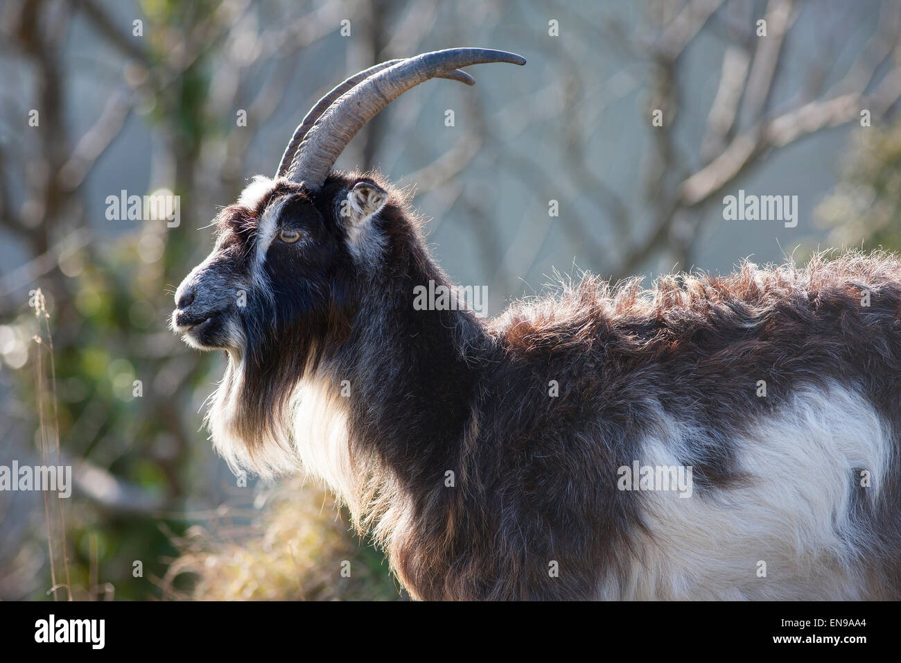 Wilde Ziegen in der Cheddar Gorge. Stockfoto