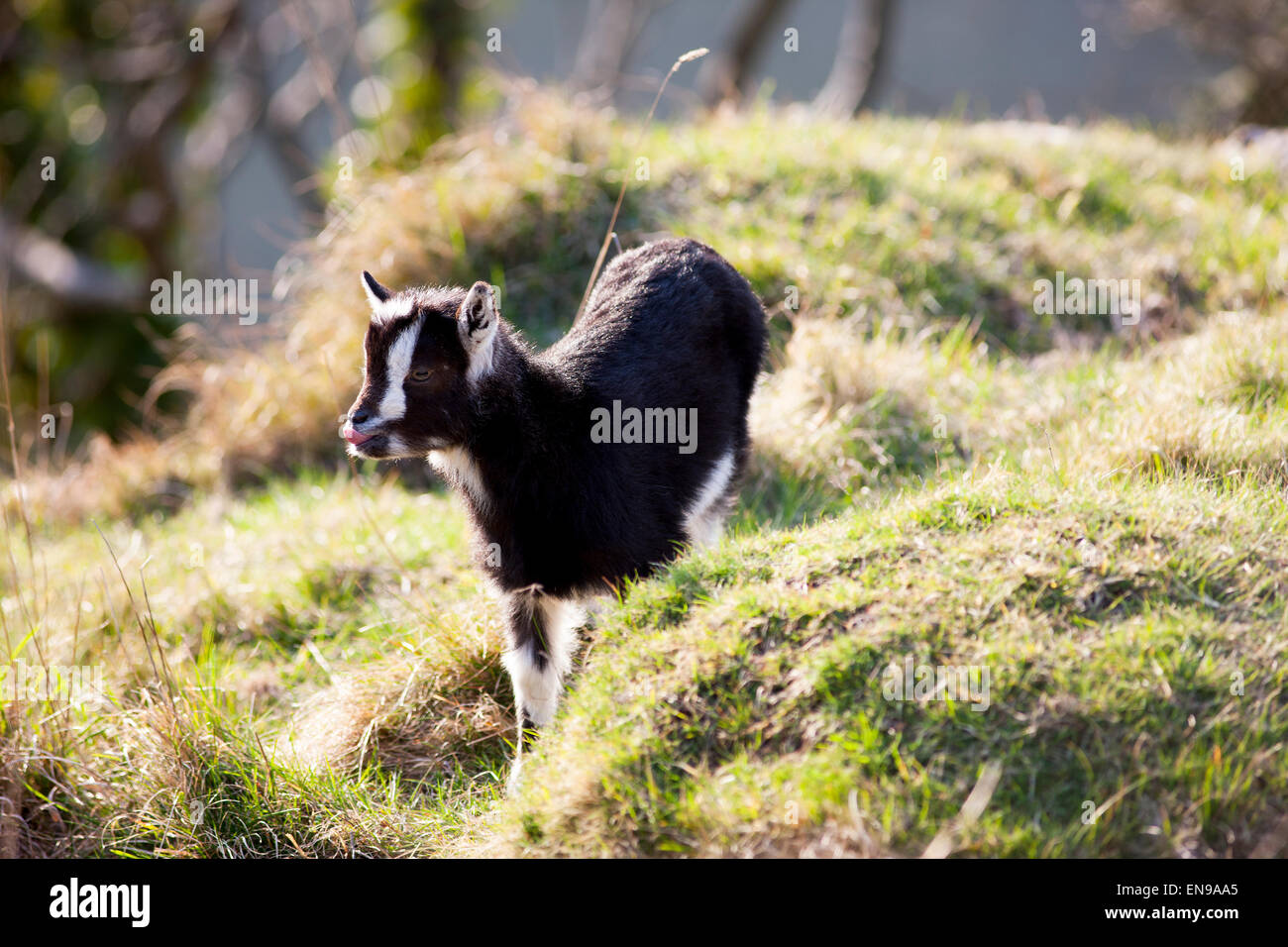 Wilde Ziegen in der Cheddar Gorge. Stockfoto