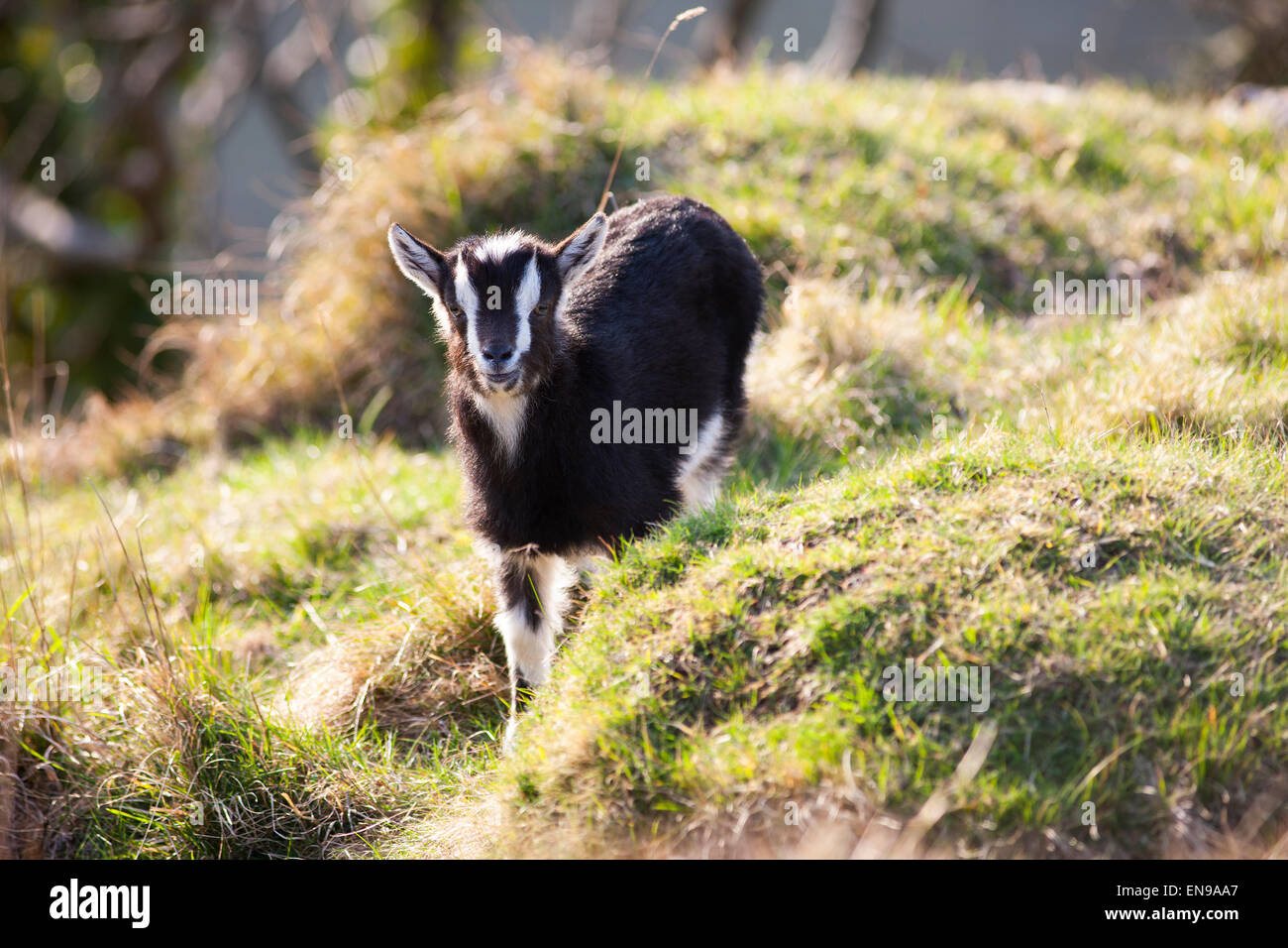 Wilde Ziegen in der Cheddar Gorge. Stockfoto